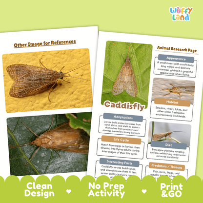 CaddisFly Animal Research Page and Worksheets