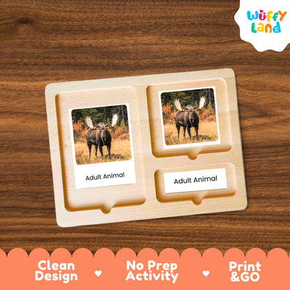 Moose Life Cycle Flashcards | 3 Part Cards Biology Activity