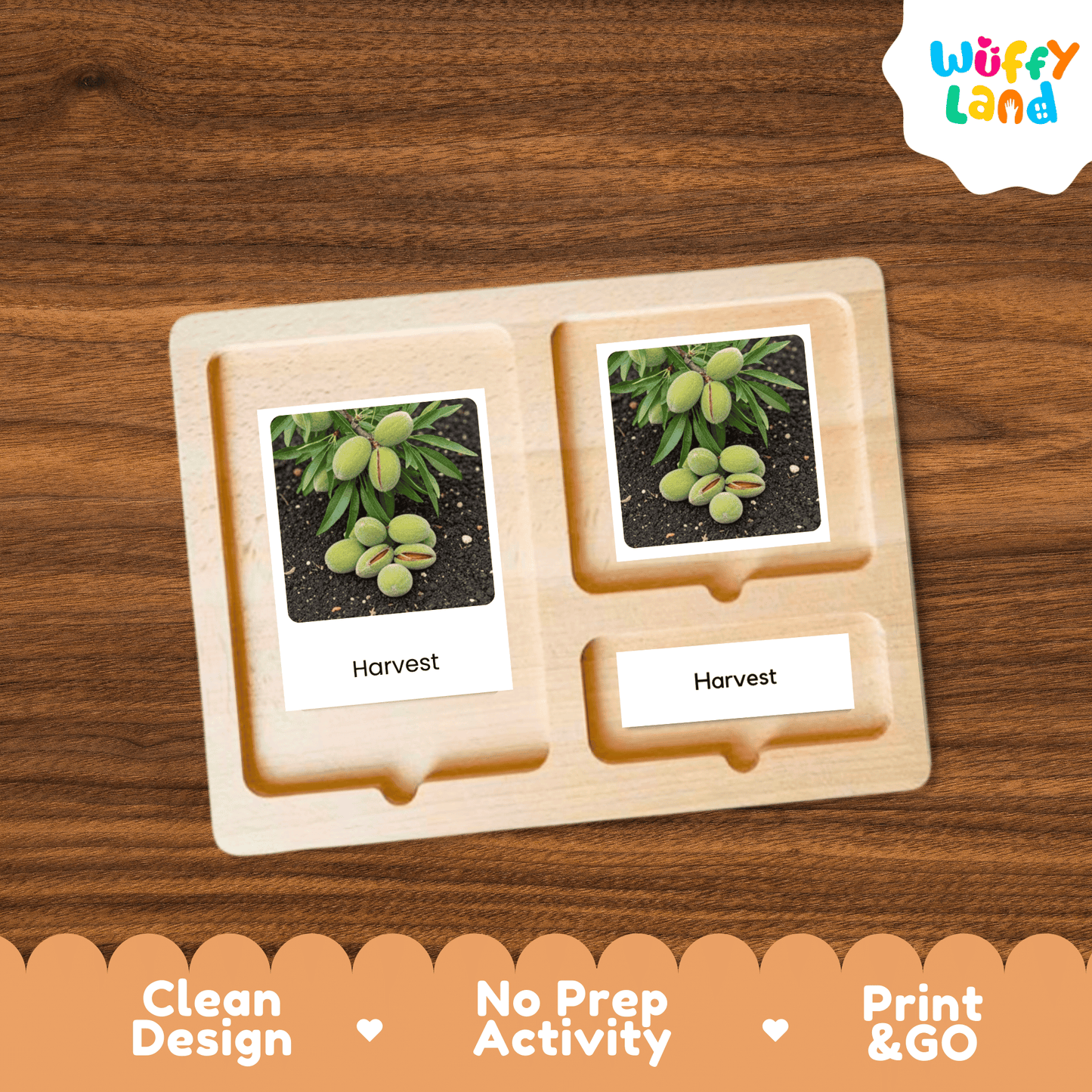 Almond Life Cycle Montessori 3-Part Cards - Science Botany Flashcards