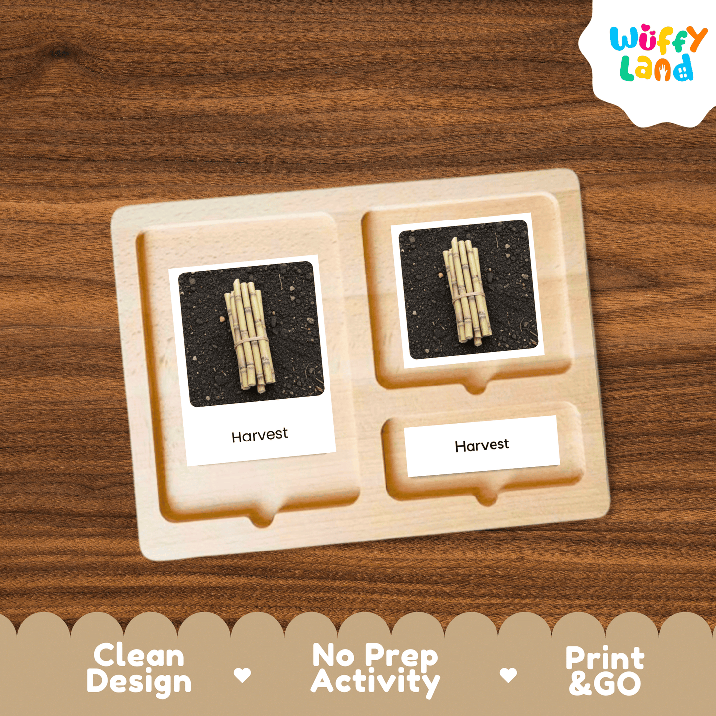 Sugarcane Life Cycle Montessori 3-Part Cards - Science Botany Flashcards