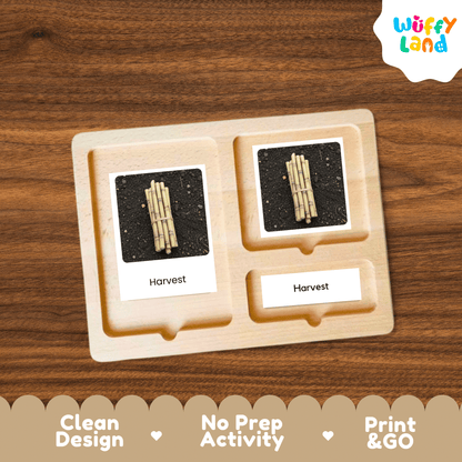 Sugarcane Life Cycle Montessori 3-Part Cards - Science Botany Flashcards
