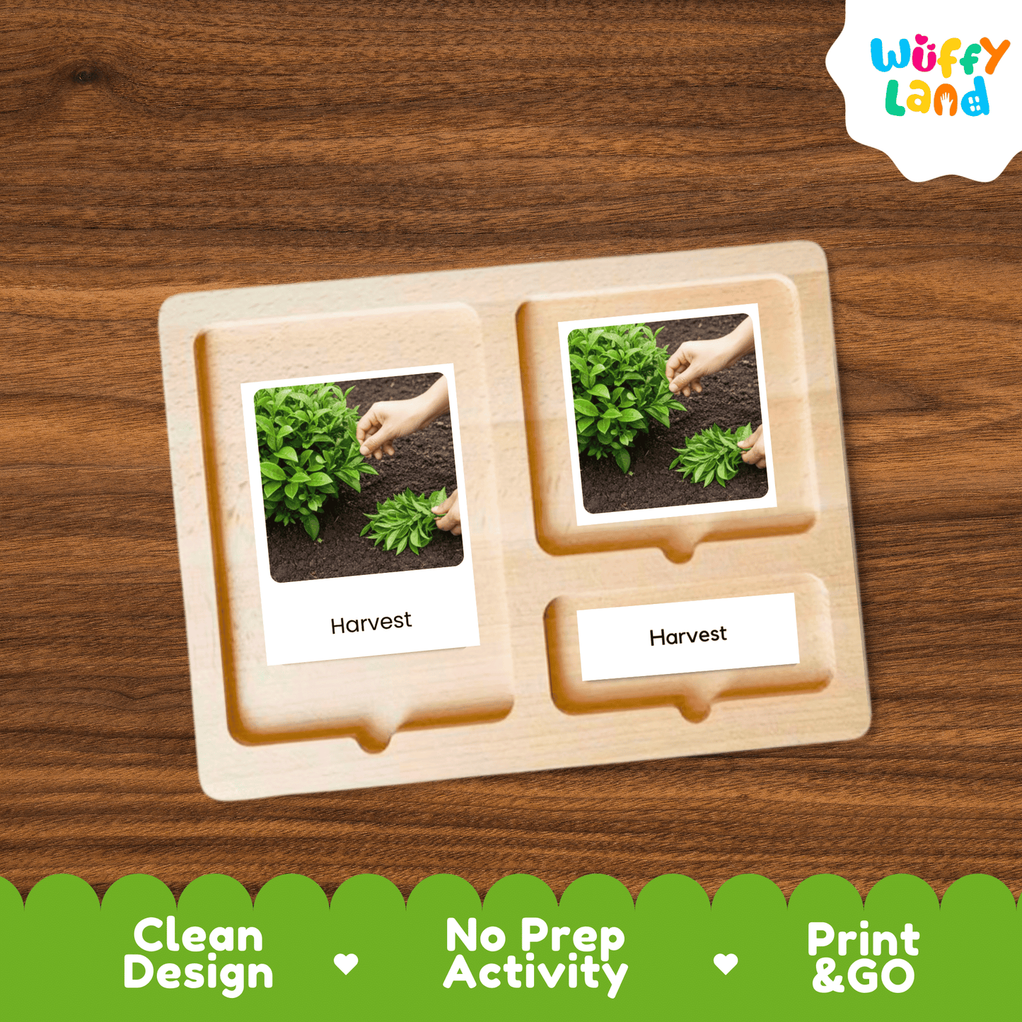 Tea Plant Life Cycle Montessori 3-Part Cards - Science Botany Flashcards