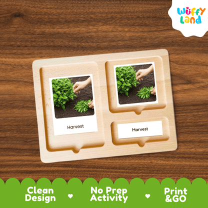 Tea Plant Life Cycle Montessori 3-Part Cards - Science Botany Flashcards