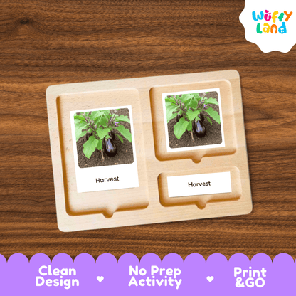 Eggplant Life Cycle Flashcards Montessori 3 Part Cards Science Activity Garden