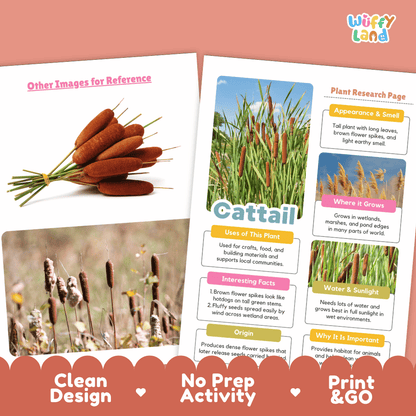 Cattail Plant Research Page Worksheets and Fact Sheet