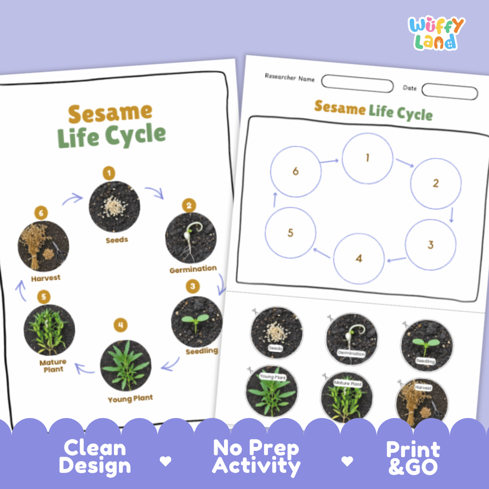 Sesame Lifecycle Poster and Cut and Paste Activity Worksheets | Plant Science Printables
