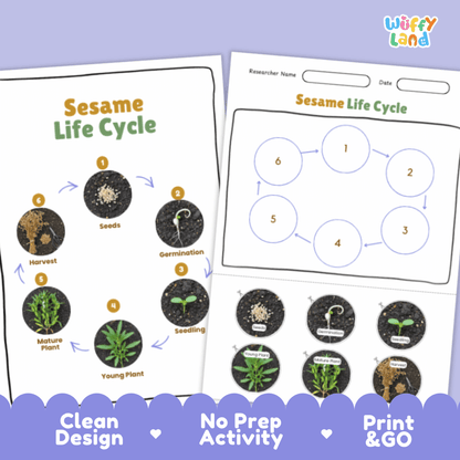 Sesame Lifecycle Poster and Cut and Paste Activity Worksheets | Plant Science Printables