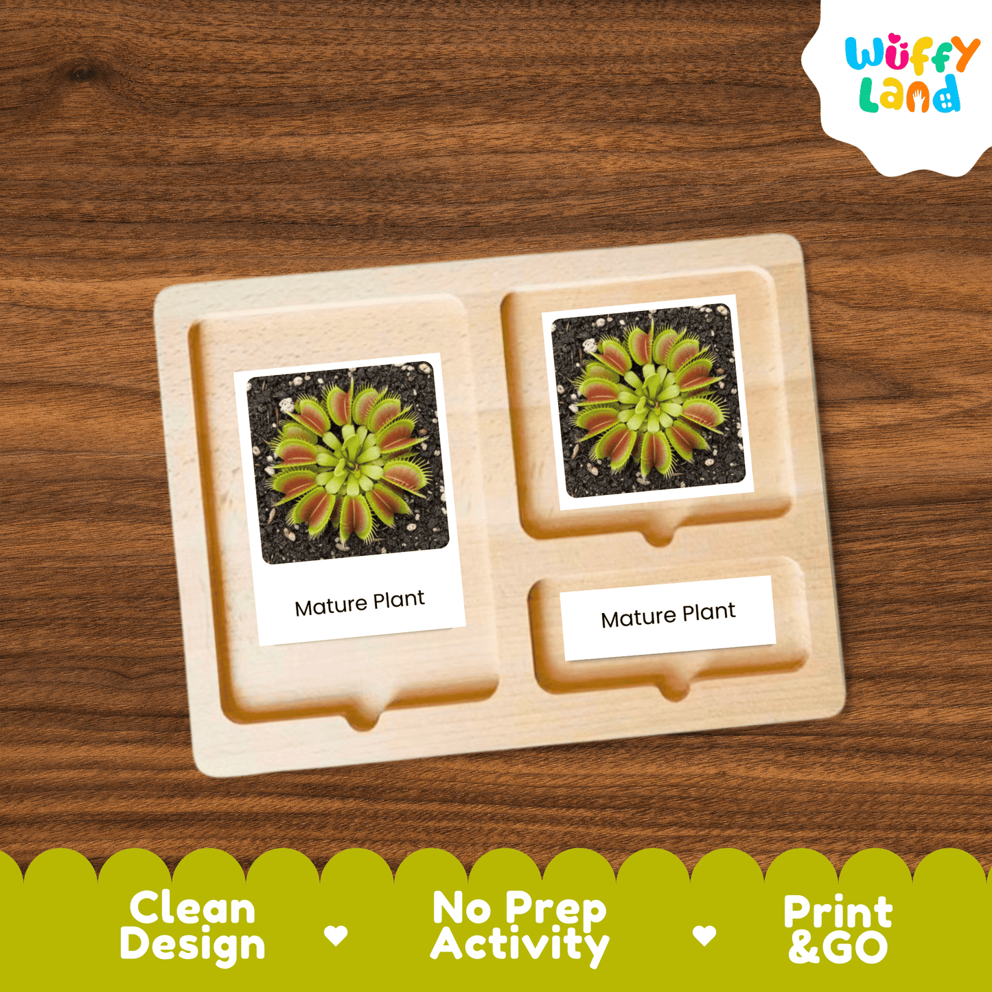 Venus Flytrap Life Cycle Montessori 3-Part Cards - Science Botany Flashcards