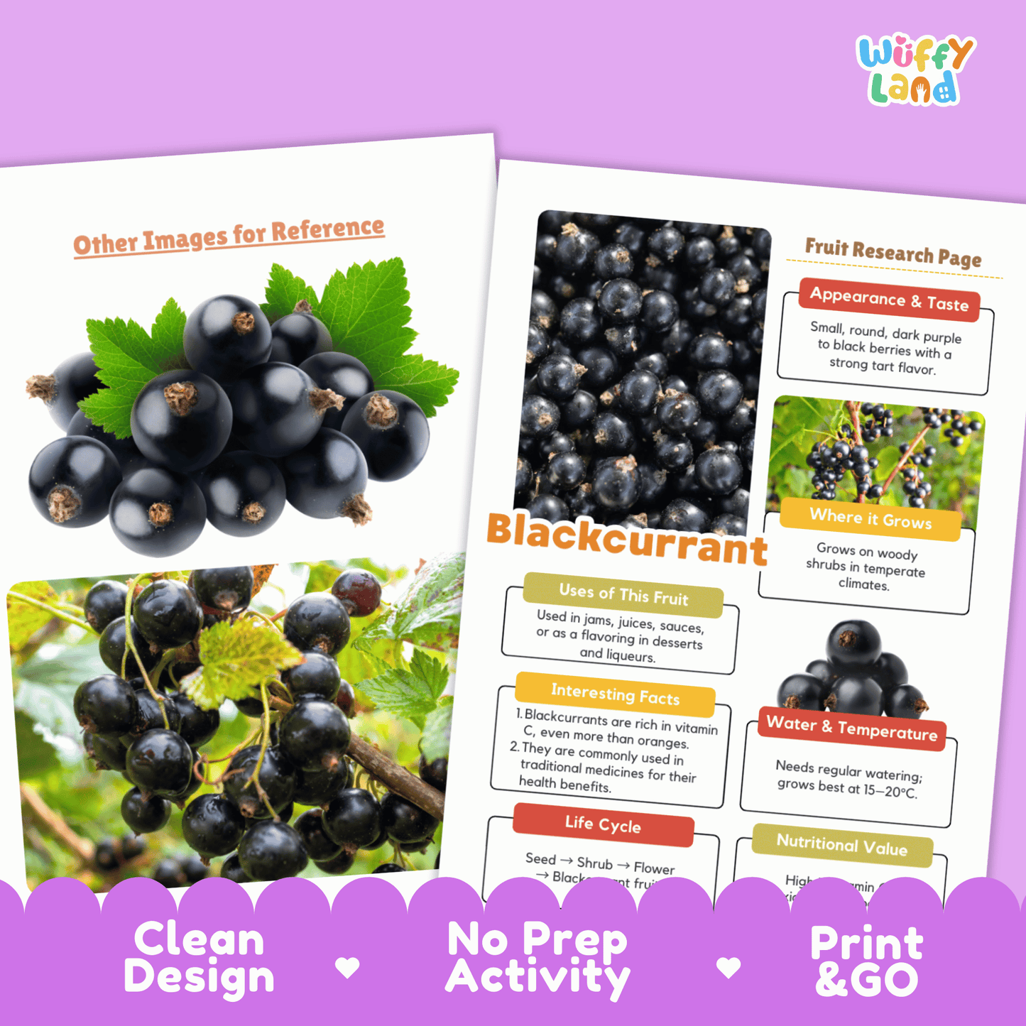 Blackcurrant Science Activity | Fruit Research Project | Biology | Nature Study