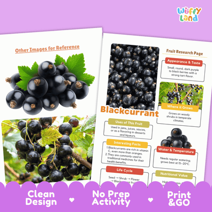 Blackcurrant Science Activity | Fruit Research Project | Biology | Nature Study