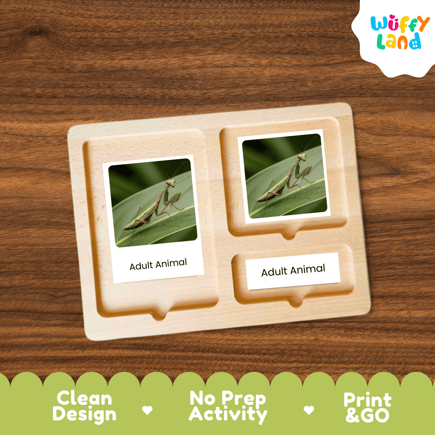 Praying Mantis Life Cycle Montessori 3-Part Cards - Science Zoology Insect Cards