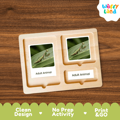 Praying Mantis Life Cycle Montessori 3-Part Cards - Science Zoology Insect Cards