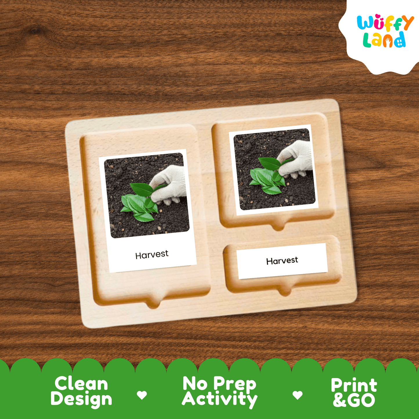 Mate Plant Life Cycle Montessori 3-Part Cards - Science Botany Flashcards