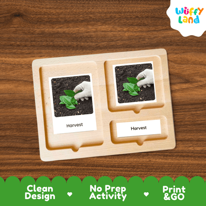 Mate Plant Life Cycle Montessori 3-Part Cards - Science Botany Flashcards