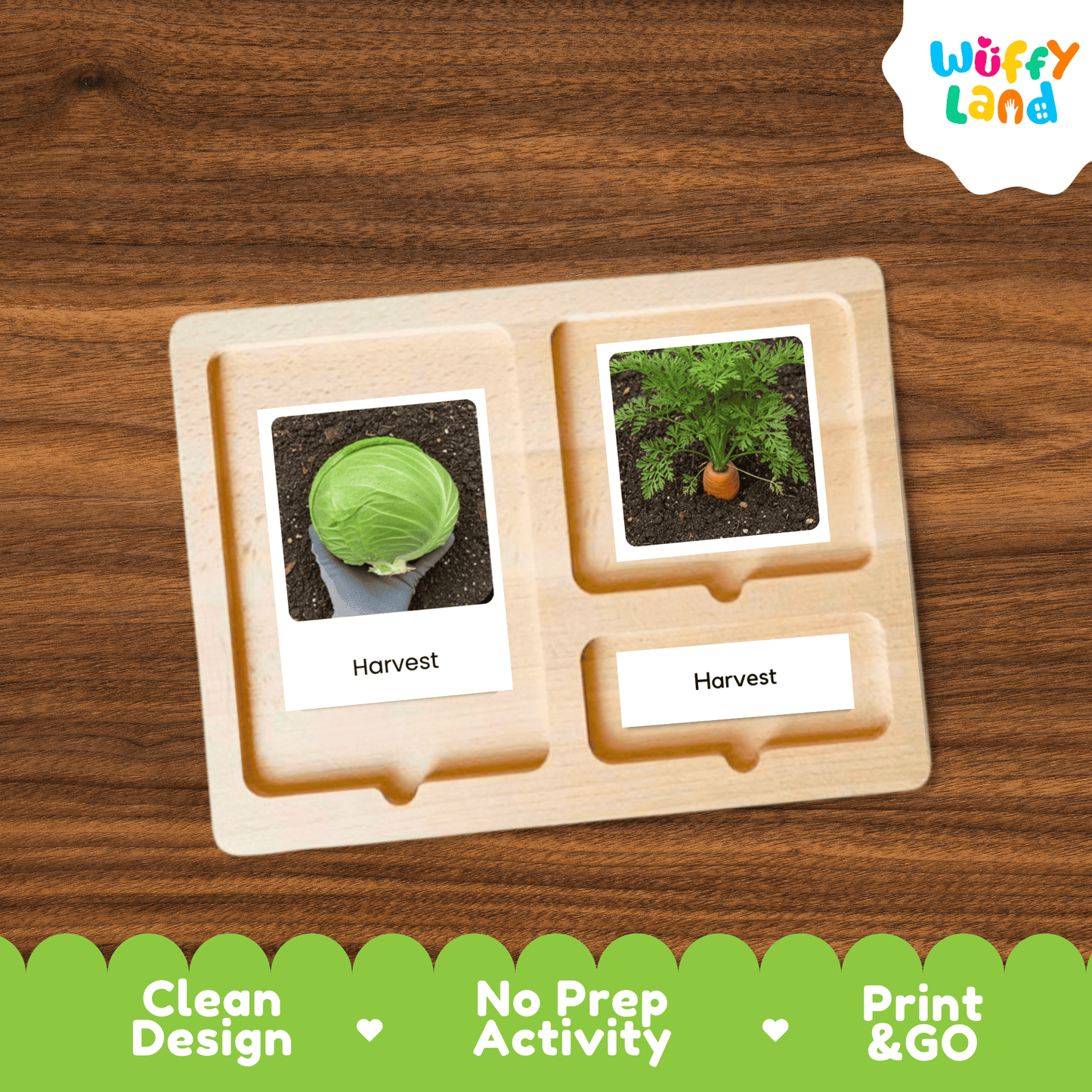Cabbage Life Cycle Flashcards Montessori 3 Part Cards Science Activity Garden