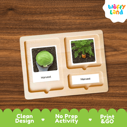 Cabbage Life Cycle Flashcards Montessori 3 Part Cards Science Activity Garden