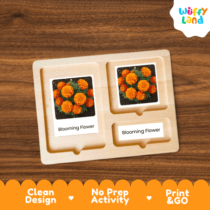 Marigold Life Cycle Montessori 3-Part Cards - Science Botany Flashcards
