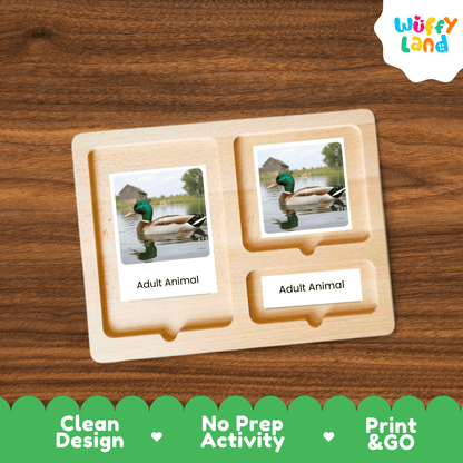 Duck Life Cycle Montessori 3-Part Cards - Science Zoology Flashcards