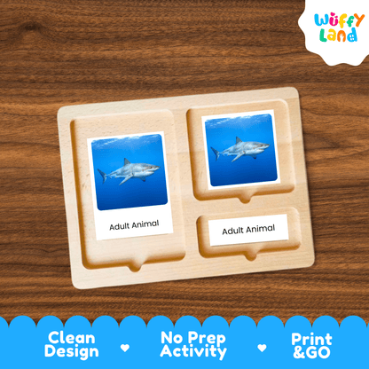 Shark Life Cycle Montessori 3-Part Cards - Science Zoology Marine Flashcards