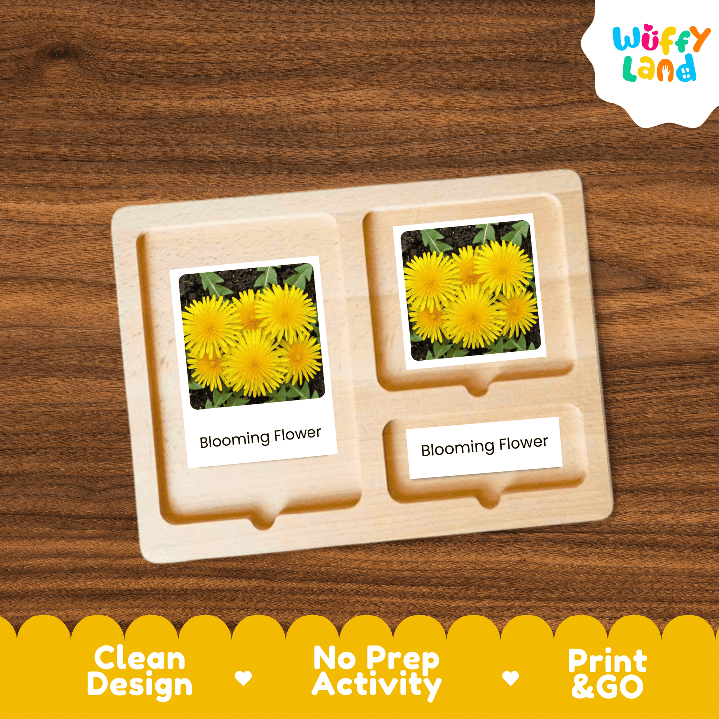 Dandelion Life Cycle Montessori 3-Part Cards - Science Botany Flashcards
