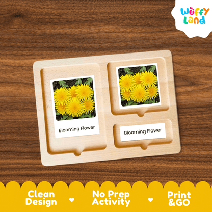 Dandelion Life Cycle Montessori 3-Part Cards - Science Botany Flashcards