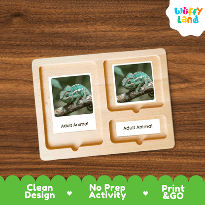 Chameleon Life Cycle Montessori 3-Part Cards - Science Zoology Reptile Flashcard