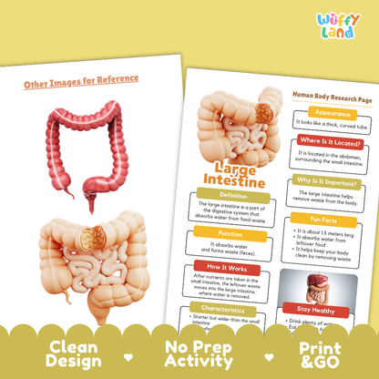 Large Intestine Human Body Research Page Printable Activity Set