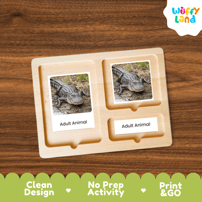 Alligator Life Cycle Montessori 3-Part Cards - Science Zoology Reptile Flashcard
