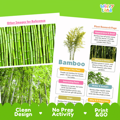 Bamboo Plant Research Page Worksheets and Graphic Organizers