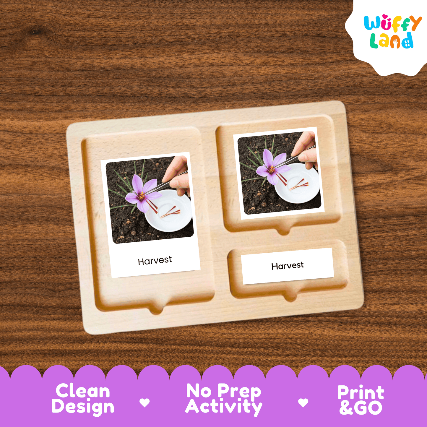 Saffron Life Cycle Montessori 3-Part Cards - Science Botany Flashcards