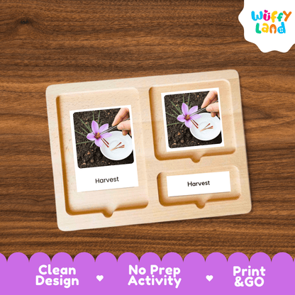 Saffron Life Cycle Montessori 3-Part Cards - Science Botany Flashcards