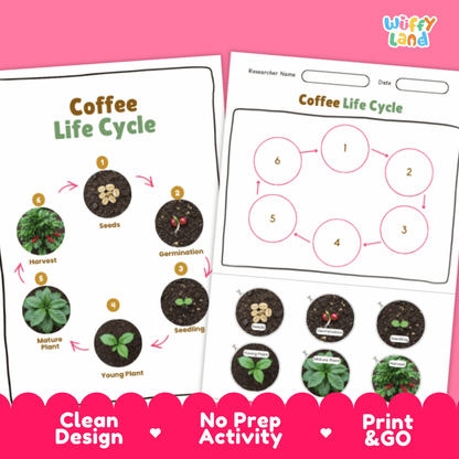 Coffee Lifecycle Poster and Cut and Paste Activity Worksheets | Plant Science Printables