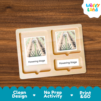 Leeks Life Cycle Flashcards 3 Part Cards Montessori Science Printable