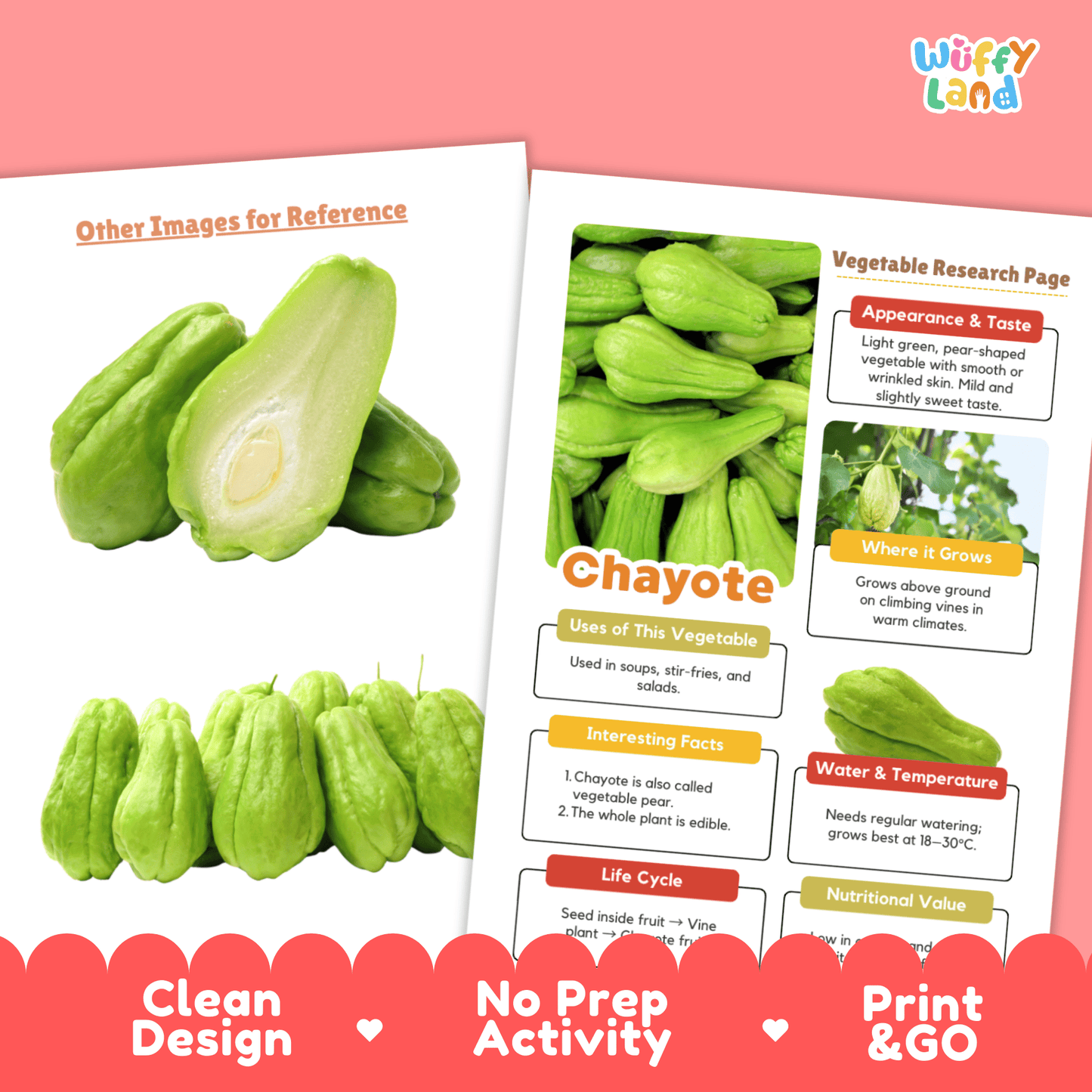 Chayote Research Project | Vegetable Pear Scieacnce Activity | Plant Study | Food