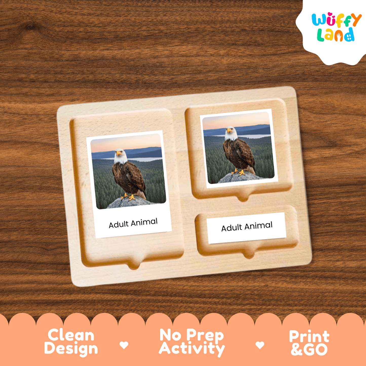 Bald Eagle Life Cycle Montessori 3-Part Cards - Science Zoology Flashcards