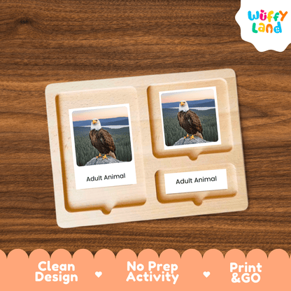Bald Eagle Life Cycle Montessori 3-Part Cards - Science Zoology Flashcards