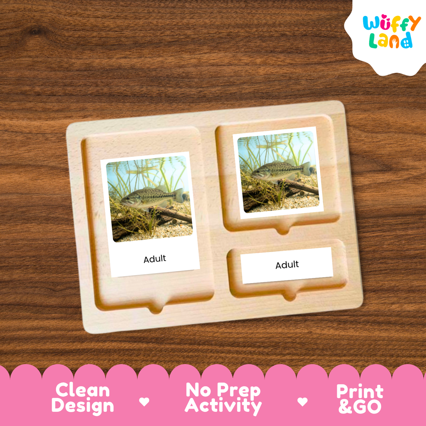 Bass Fish Life Cycle Flashcards | 3 Part Cards Montessori Science Activity
