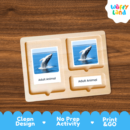 Whale Life Cycle Montessori 3-Part Cards - Science Zoology Flashcards