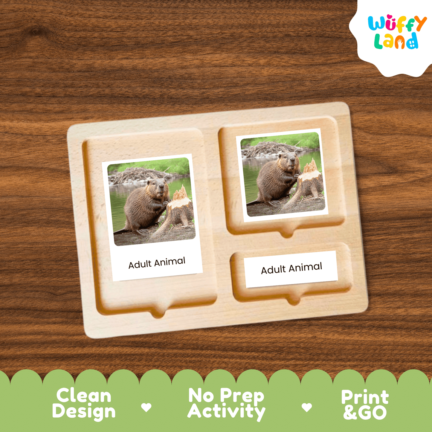 Beaver Life Cycle Montessori 3-Part Cards - Science Zoology Mammal Flashcards