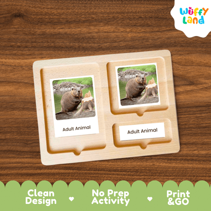 Beaver Life Cycle Montessori 3-Part Cards - Science Zoology Mammal Flashcards