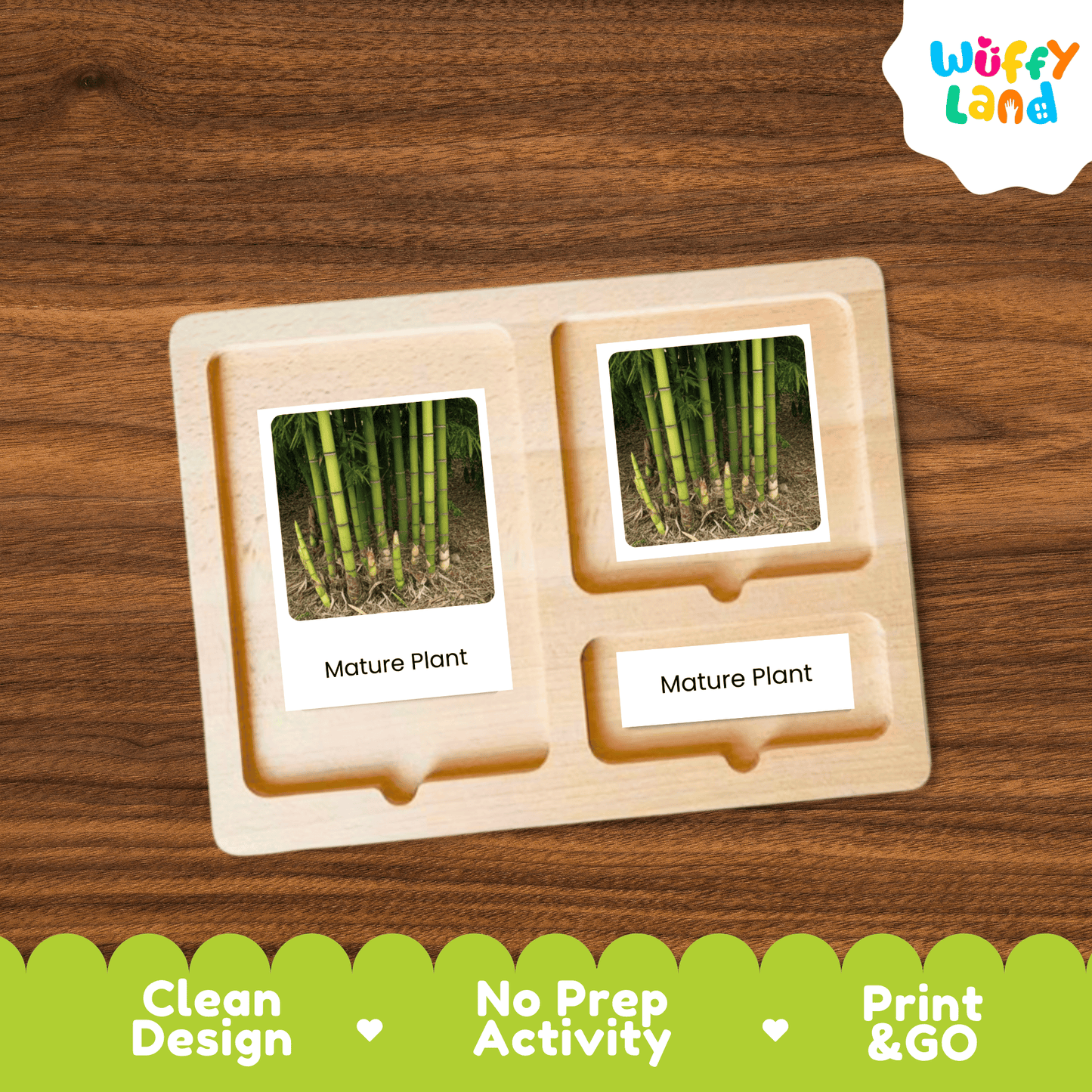 Bamboo Life Cycle Montessori 3-Part Cards - Science Botany Flashcards