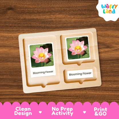 Lotus Life Cycle Montessori 3-Part Cards - Science Botany Flashcards