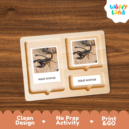 Scorpion Life Cycle Montessori 3-Part Cards - Science Zoology Arachnid Flashcard