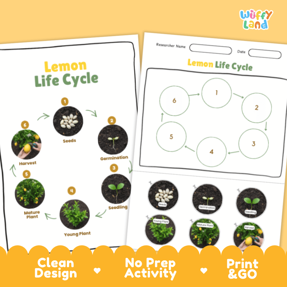 Lemon Lifecycle Poster and Cut and Paste Activity Worksheets | Plant Science Printables