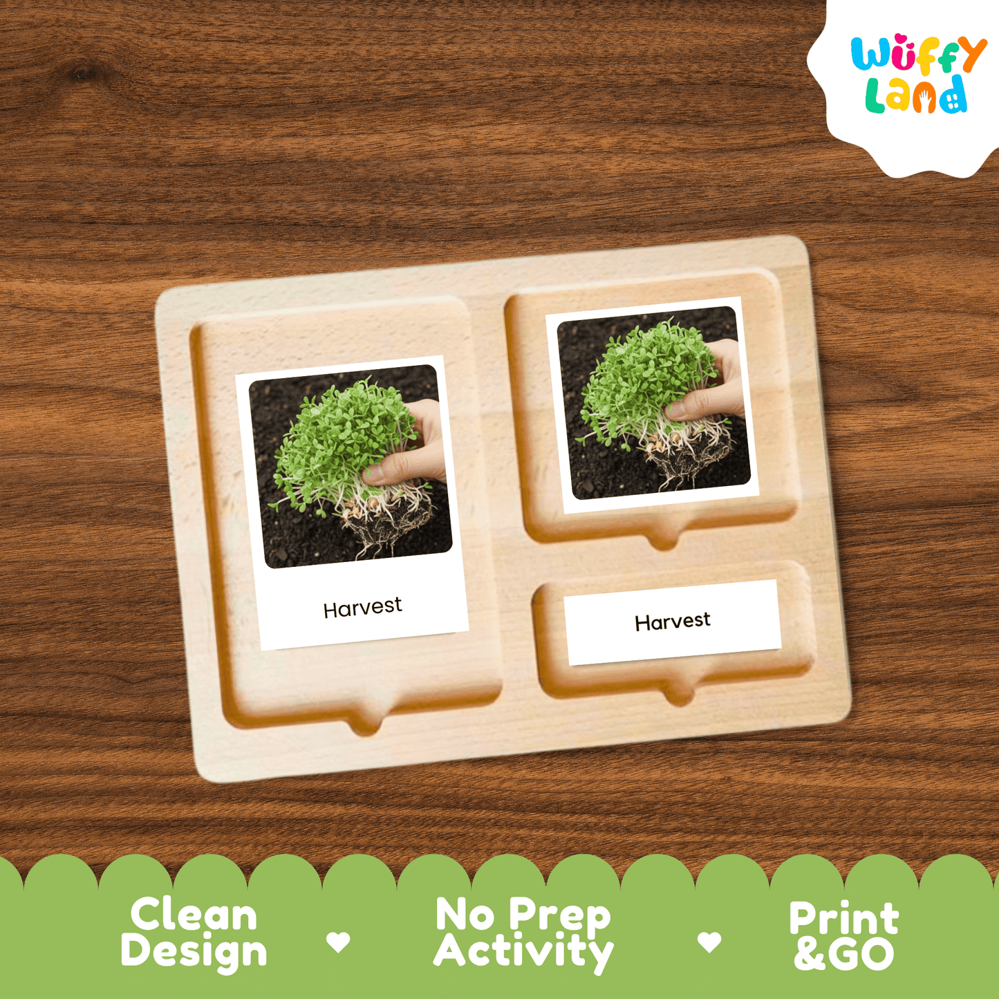 Alfalfa Sprouts Life Cycle Montessori 3-Part Cards - Science Botany Flashcards