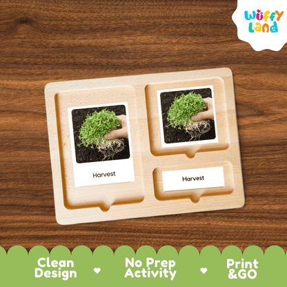 Alfalfa Sprouts Life Cycle Montessori 3-Part Cards - Science Botany Flashcards