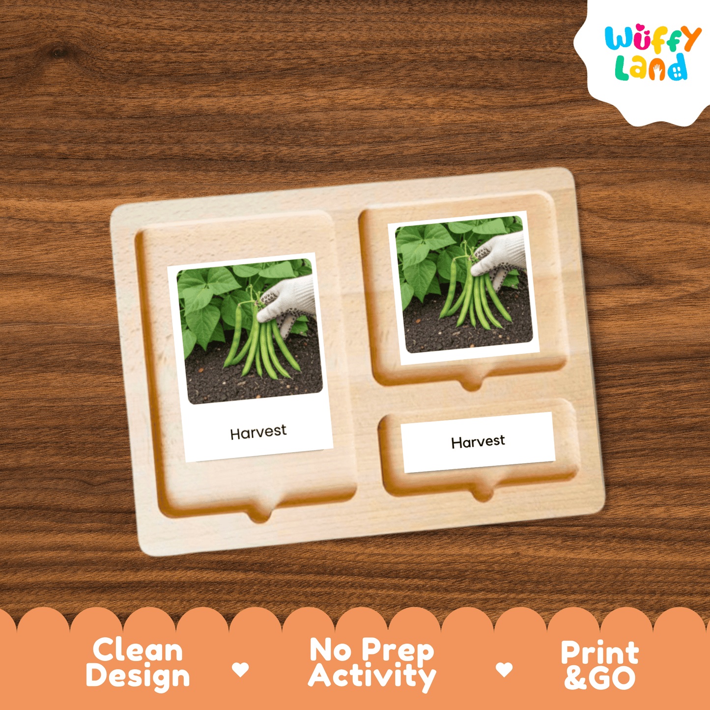 Green Bean Life Cycle Flashcards Montessori 3 Part Cards Science Activity Garden