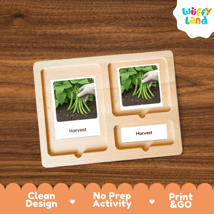 Green Bean Life Cycle Flashcards Montessori 3 Part Cards Science Activity Garden