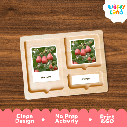 Cashew Life Cycle Montessori 3-Part Cards - Science Botany Flashcards
