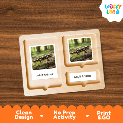 Salamander Life Cycle Montessori 3-Part Cards - Science Zoology Flashcard